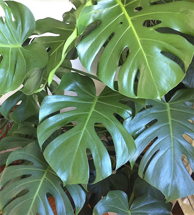 monstera1.jpg