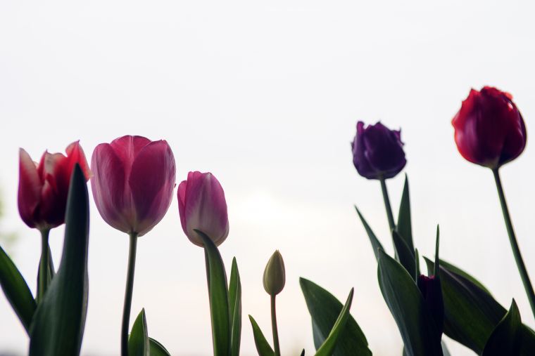 Planta-tulipan1.jpg