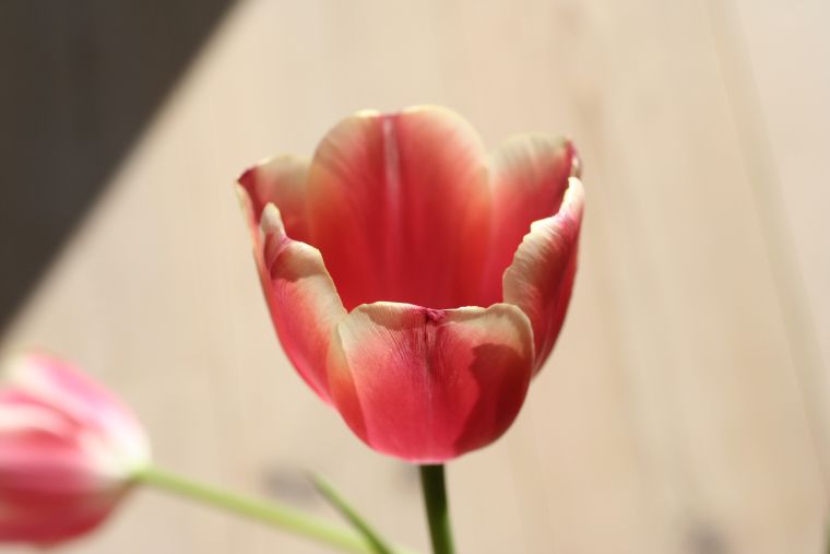 Planta tulipan